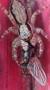 SPIDER EATING A FLY! 🤯 (Extreme Macro Close-Up)