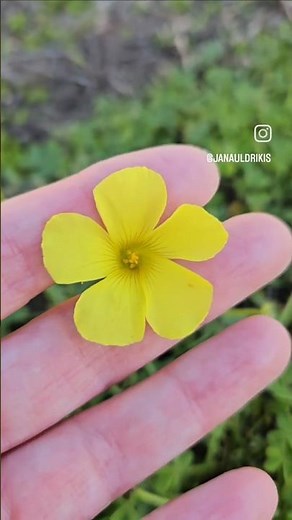 Oxalis pes-caprae "Soursob or Bermuda Buttercup" of the Oxalidaceae family. #oxalis #shorts #soursob