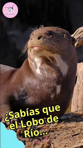 ¡Conoce al impresionante Lobo de Río! #animalesincreibles #curiosidades