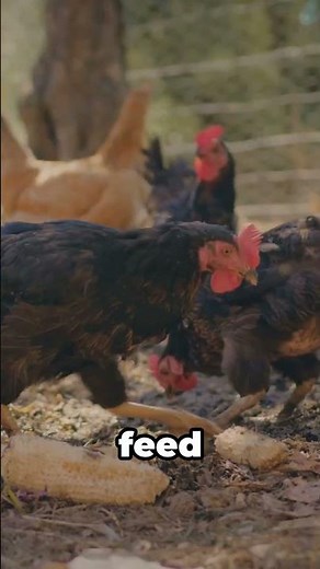 Can Chickens Eat Cucumbers? 🥒✅