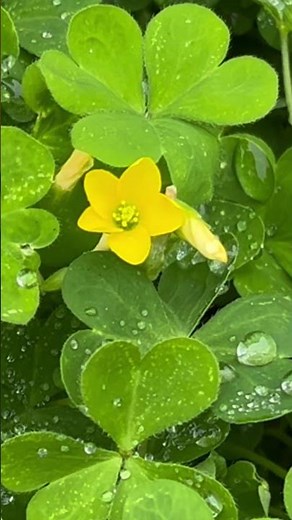 【植物図鑑】カタバミ