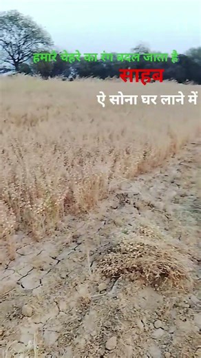 गेहूं के खेतों में #song #lifeisbutadream #indiansong #hindisong #lifeisbutadream #indiansong #love