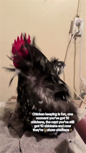 Rupert: The Prettiest Show Chicken You’ll Meet!