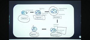 Diagram of the life cycle of an amoeba showing the following st... | Filo