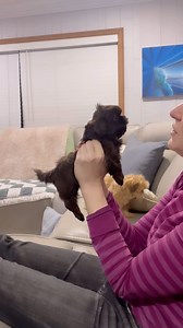 Sweet Noel! And let’s not forget August in the background begging for attention 😂😂 | Mabel The Shih Tzu