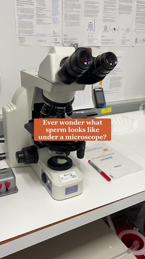Our embryologist brought us into the lab to show us what sperm looks like under a microscope! #sperm #spermanalysis #IVF #infertilityclinic #embryologist #embryology | Center for Human Reproduction | Facebook