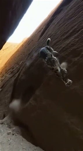 Snow Leopard vs. Goat on Vertical Cliff! #leopard #snowleopard #goat #wildlife