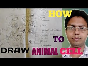 How To Draw Animal Cell Step by Step