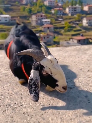 Hilarious Moments with Adorable Goats