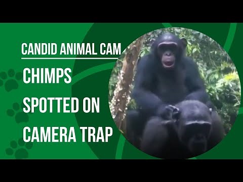 How do chimpanzees use tools? | Candid Animal Cam