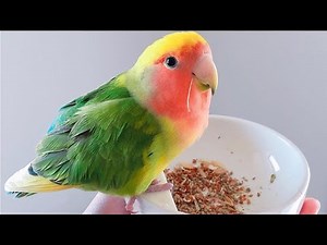 Rosy Faced Lovebird Talking - Peach Faced Lovebird Singing - Lovebird Talking - Lovebird Sounds