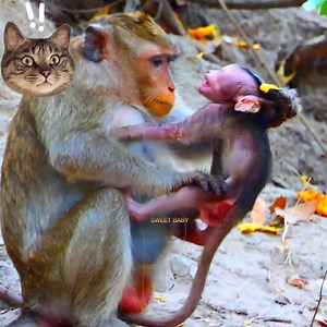 Millions sad poor newborn just 1 day old was fight kick out to lock milk by young mamma monkey , baby cry temper by big hurt on ground for help #sweetbaby | Sweet Baby