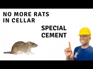 how to exterminate mice and rats with cement | basement wall repair