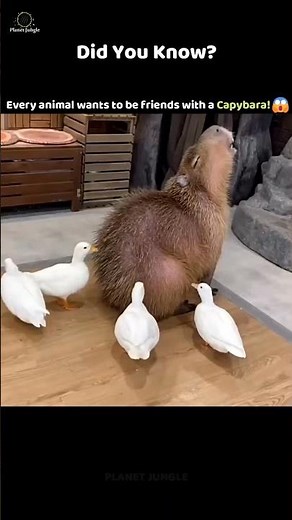 The Most Friendly Animal in the World! 🐾💛 #capybara #animalfriends #cuteanimals