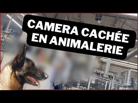 CAMERA CACHÉE en animalerie : ATTENTION à vos oreilles !