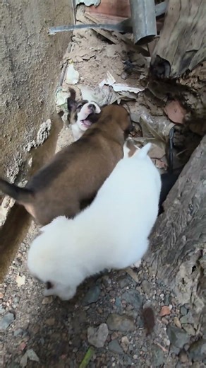 #cute #adorably #animal #bestpetsupplies #adoreble #cutepet #funny #petshub #pet #puppy