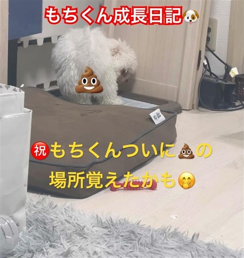 成長日記㊗️もちくんついに💩の場所覚えたかも🤭家に来て約１ヶ月🐶生後約３ヶ月まだまだ赤ちゃんもちくん日々成長だナ🫶#いぬのいる生活 #bichonfrise #ビションフリーゼ #こいぬ
