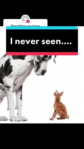 Mixed Breed Dogs on TikTok | Chihuahua x Great Dane