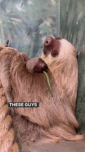 Happy International Sloth Day! Learn more about how you can help protect wild sloths (and watch baby Olivia eat a green bean) with Pam M.! #InternationalSlothDay #OnlyZooATL | Zoo Atlanta