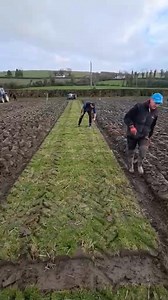 Today we have a third video from last weekend's novice ploughing match at Dooish, Newtowncunningham, Co Donegal. Our thanks to the Donegal Ploughing Association for letting us share this video. If you have a ploughing match coming up send us in your video(s) from the day and we will post them on our socials. These can be sent to us via FB messenger or email darryl.armitage@iconicmediagroup.co.uk | Farming Life