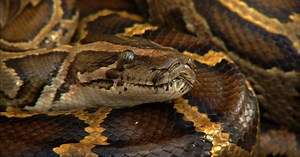 Nature | Invasion of the Giant Pythons | Season 28 | Episode 8