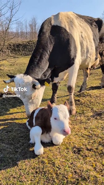 Is this your first sun? Somewhere on a quiet hill outside a Romanian village, a newborn calf blinks into the morning light as if the whole Carpathian horizon has been waiting just for him. The grass is still damp, the air carries that unmistakable scent of earth and hay, and his mother nudges him gently with her nose, urging him toward the ancient ritual of standing up and discovering a world that suddenly belongs to him. Rural Romania still breathes in rhythms older than highways and glass towe