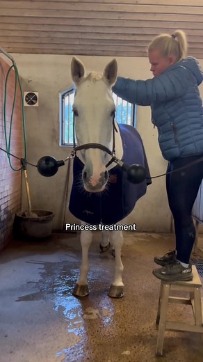 #braidroutine #plaits #allinequestrian #hmwelovehorses #fyp #letsgoallin #letsgoallin #equestrianlife