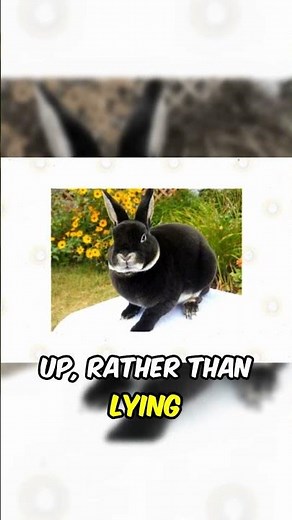 Why Mini Rex Rabbits Are So Soft