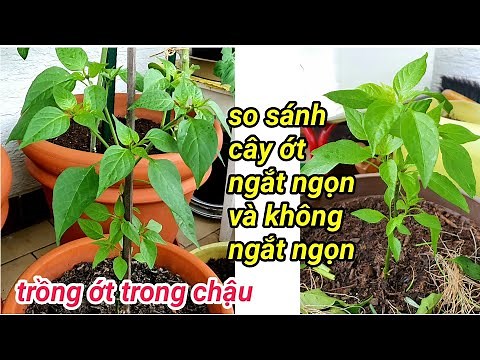 cách trồng ớt trong chậu với phân bò, so sánh sự khác nhau giữa cây ớt ngắt ngọn và không ngắt ngọn