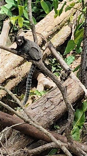 lil baby marmosets are sooo cute 🌎🐒🛠️