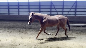 🆕 NEW VIDEO — VIEWERS CHOICE is an unraced, solid-built gelding ready for his next chapter. Read his full bio and consider adoption here: ➡️ newvocations.org/horse_detail/1633. Viewers Choice is seeking an experienced, confident adopter to bring him along for a trail, pleasure, natural horsemanship or ranch-type career. He enjoys having a purpose and being shown that training sessions can be fun! Viewers Choice loves consistent turnout and is an easy keeper. 📺 2021 Thoroughbred Gelding 📺 Loca