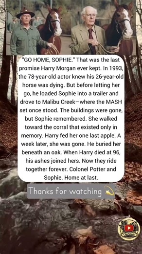 "GO HOME, SOPHIE." That was the last promise… #shorts #shortvideo #actor #news