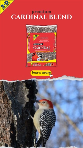 Red-bellied Woodpeckers are certainly not afraid to utilize their vocal abilities. Once you learn to identify their distinct "rolling kwirr" call, you'll likely begin to notice them when they visit your area. Attract them to your feeders with Cardinal Food blend: https://www.3dpetproducts.com/products/cardinal-food/ | 3-D Pet Products | Facebook