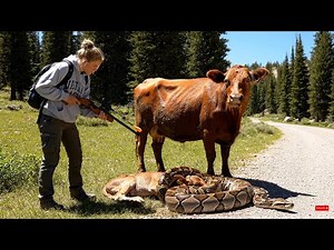 rescue animal : Wildlife Biologist Rescues Calf from Burmese Python Constriction