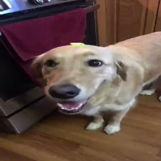 Butter Dog [60fps HD]