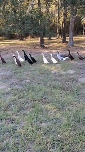 Indian Runner Ducks out of their run and taking a walk to a nearby creek. #indianrunnerducks #guardgeese | Neurodivergent Solutions