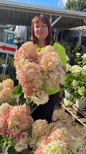 💗 Hortensja Pinkachu – Słodki Róż w Twoim Ogrodzie! 💗 ✨ Cena: 75 zł / sadzonka w doniczce C5 ✨ Pełna uroku i niezwykle efektowna – hortensja Pinkachu to prawdziwa gwiazda letnich rabat i tarasów. Jej romantyczne, różowe kwiatostany kwitną przez całe lato, nadając ogrodowi bajeczny charakter. 🌸 🌸 Intensywnie różowe, gęste kwiatostany 🌿 Dorasta do 1,5 metra wysokości ✨ Kwitnie obficie od czerwca do września 🧊 Mrozoodporna i łatwa w uprawie – niezawodna ozdoba ogrodu 📩 Napisz do nas i zamów 