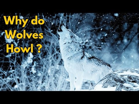 Why Do Wolves Howl? The Fascinating Reasons Explained
