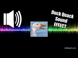 Duck Quack Sound Effect (NO COPYRIGHT) (FREE TO USE)