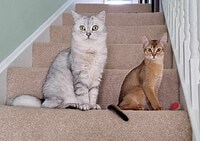 どうぶつニュース　動物に関する最新記事をお届け！：時事ドットコム