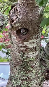 There’s nothing quiet about breakfast in this Northern Flicker nest outside my window this morning! Northern Flickers prefer nesting in tree cavities. Both mom and dad take turns feeding the young by regurgitation. Their diet consists of ants and other insects, fruits, berries, seeds and nuts. PLAY WITH SOUND More about Northern Flickers: https://www.audubon.org/field-guide/bird/northern-flicker | Wild Care Cape Cod