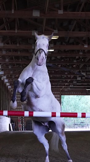 Highest free jump by a blind horse 🐴 106 cm (3 ft 5.73 in) by Endo the Blind and his owner Morgan Wagner 🇺🇸 #horse #horses #horsesoftiktok #horsetraining #horsetok