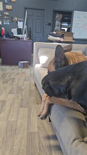 Inside Out Dog Training (@insideoutdogtraining)’s videos with original sound - TheNordicGod