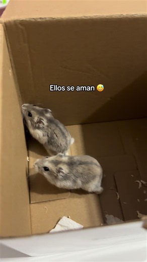 Lelli y Kelly dándose amor: video divertido de mascotas