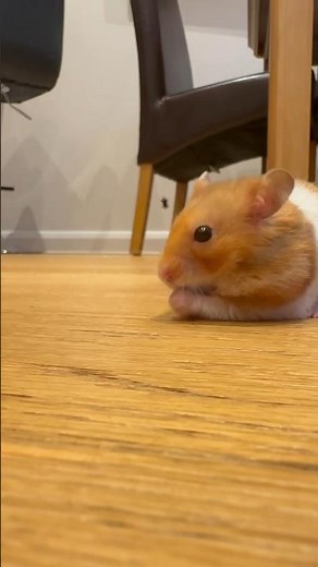 Golden hamster #hamsters