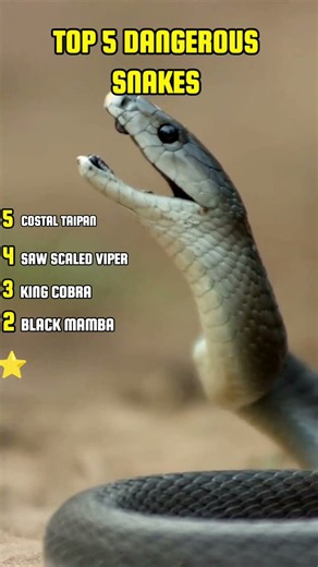 Top 5 Deadliest Snakes That Can Kill You in Minutes! 😱