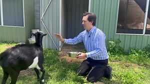 These two goats are currently at the Fraser Coast Adoption Centre and need homes. | George Seymour - Fraser Coast