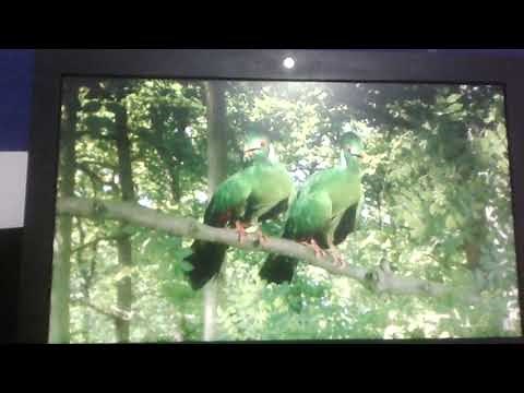 Green birds song in the night garden