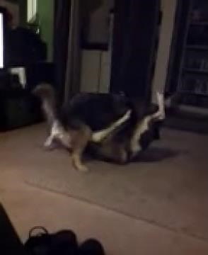 Dog's gone wild 69 style