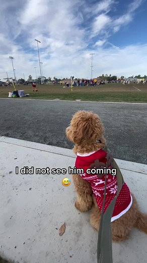 This was Phoebe’s first encounter with a huge dog. Makes mom nervous 🫠 #greatdane #goldendoodlesoftiktok #dogmom #puppysocialization #puppytraining